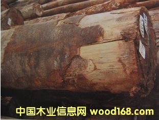 ����(y��ng)С�}�A���� ����ͩԭľ ľ�� JELU