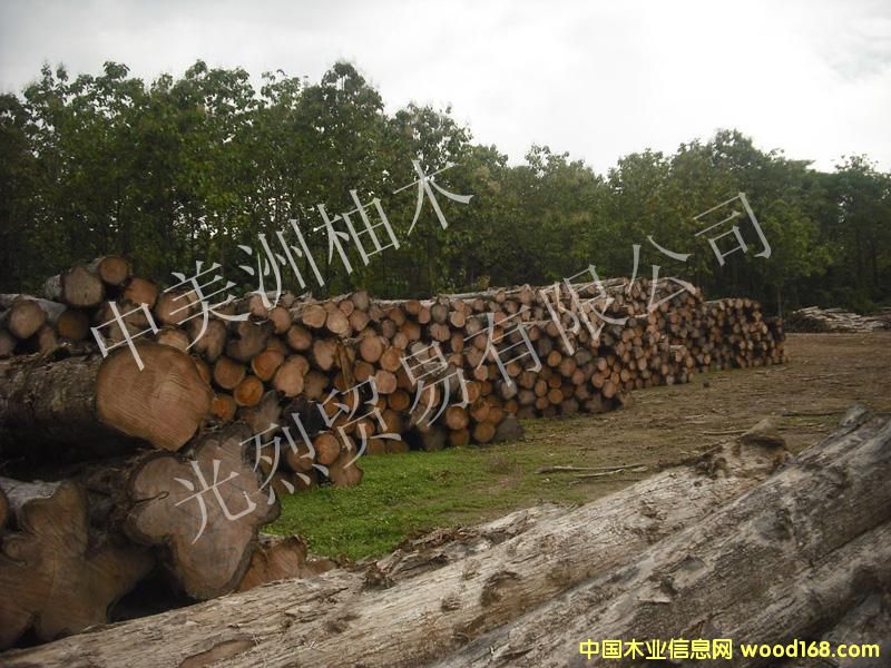 ��������ľ��Ԕ��(x��)��B