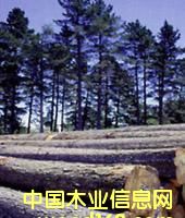 �����mݗ����ԭľ��Ԕ����B