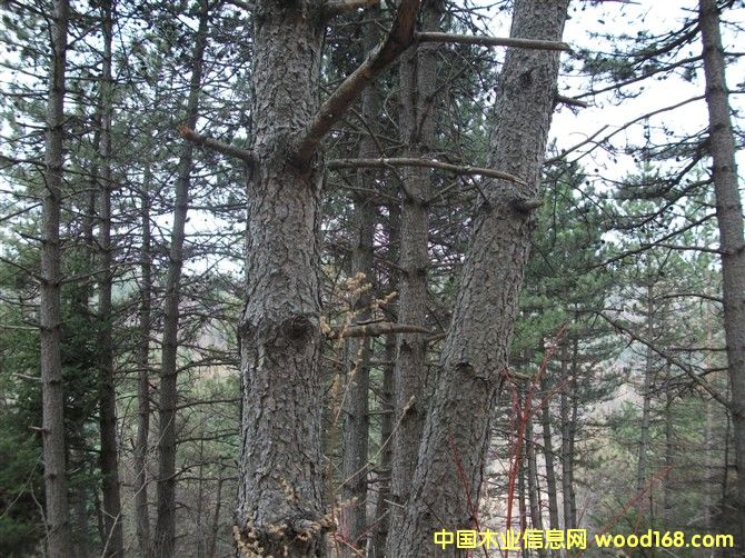 �������Aɽ�����sľ�Ȱ�ļ�ԭľ