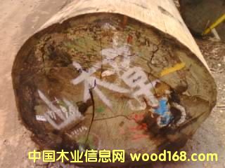 山樟的詳細(xì)介紹