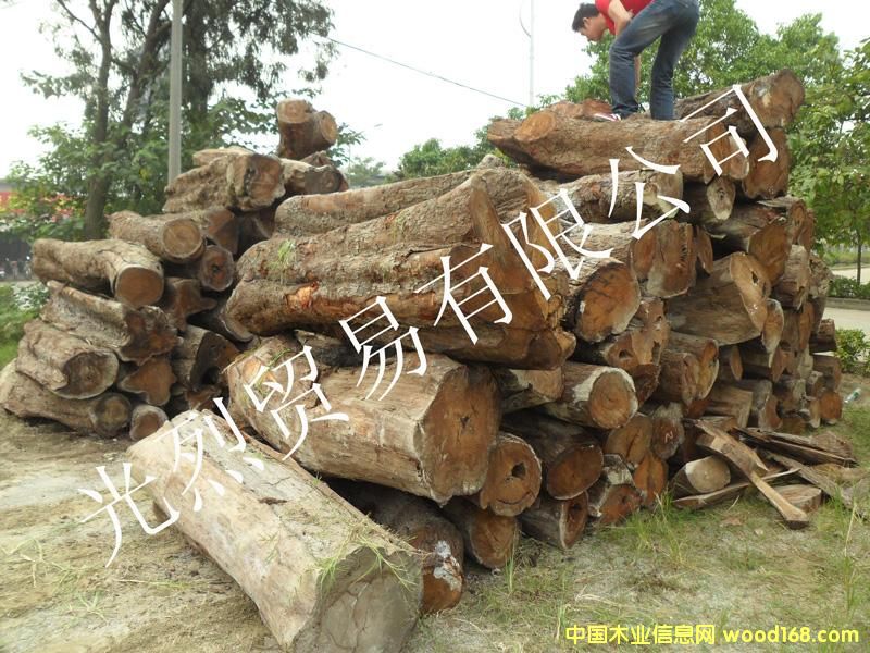 ���ȁ�������ԭľ��Ԕ��(x��)��B