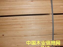 �M(j��n)��ݗ���� ���1.1cmë�� 