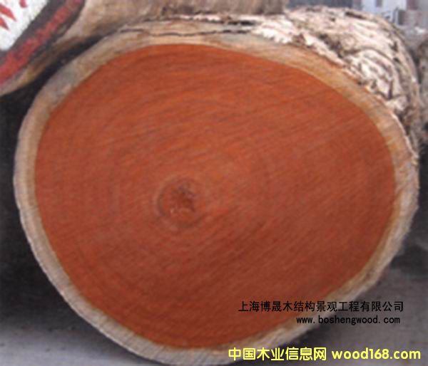 山樟木的詳細(xì)介紹