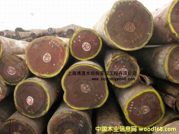 古柚木的詳細(xì)介紹