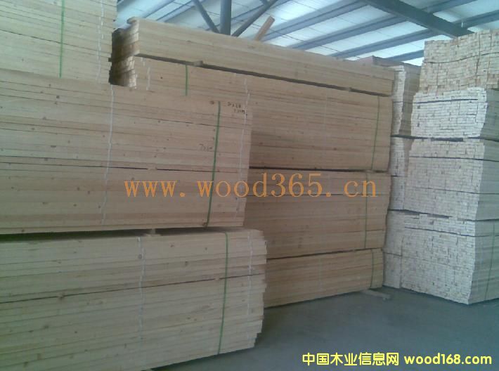 條子的詳細介紹