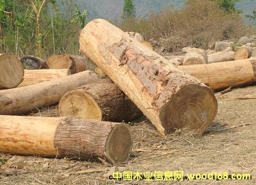 檜木2的詳細介紹