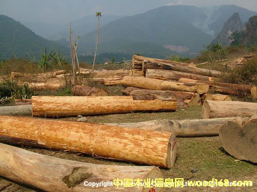 檜木1的詳細介紹