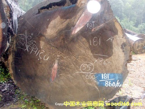 杉木的詳細介紹