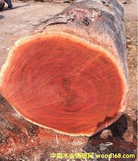 第倫桃的詳細(xì)介紹