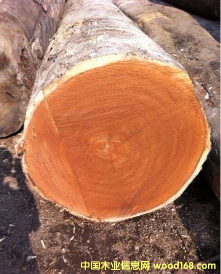 菠蘿格的詳細(xì)介紹