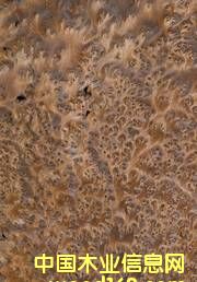 金鐘柏的詳細(xì)介紹