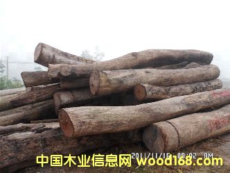 �ϓ���֦ԭľ��Ԕ����B