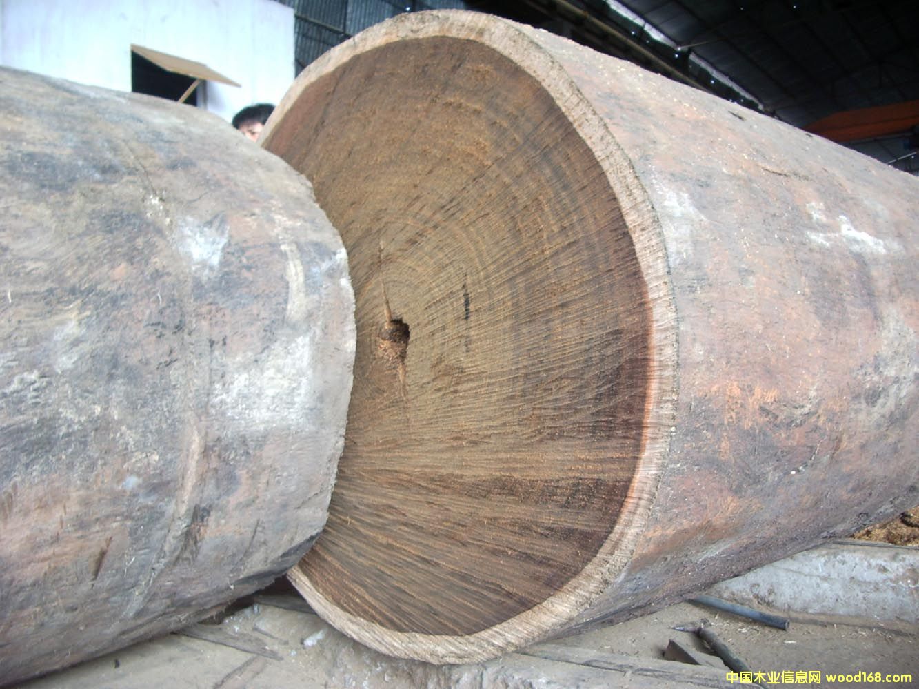 菠蘿格的詳細(xì)介紹