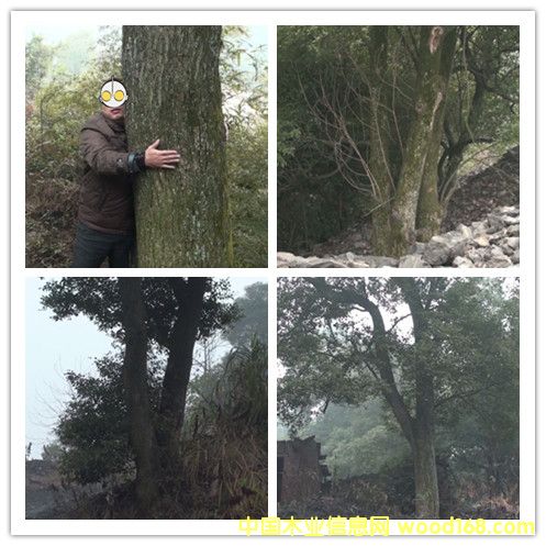 香樟樹的詳細(xì)介紹