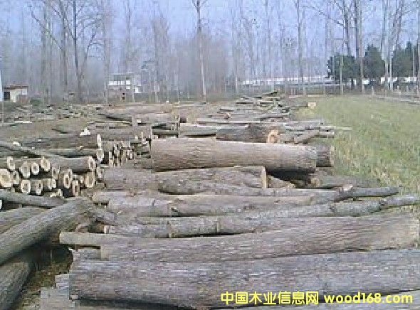 楊木原木的詳細(xì)介紹