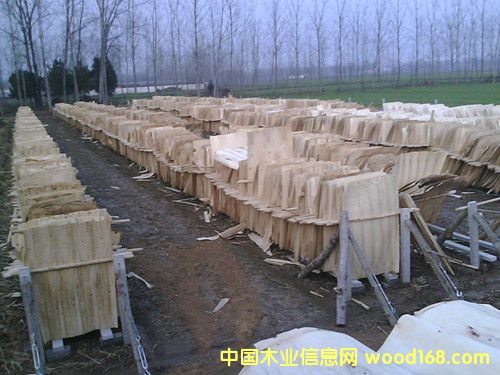 板皮的詳細(xì)介紹