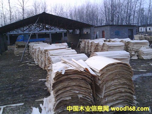 板皮的詳細(xì)介紹