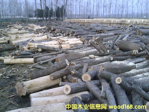 板皮的詳細(xì)介紹