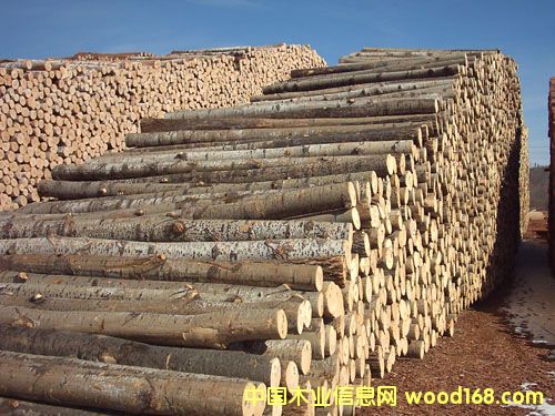 楊木的詳細介紹