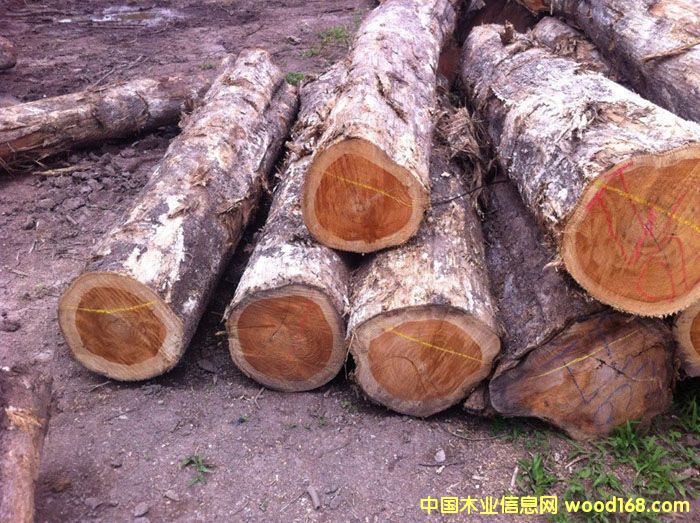 �̼�ľ��/������/Pochote