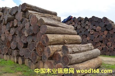 緬甸柚木的詳細(xì)介紹