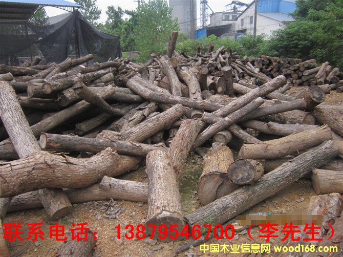 香樟木的詳細介紹