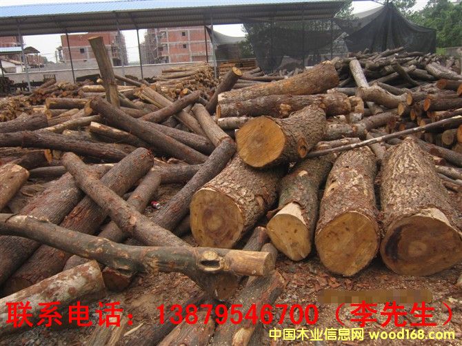 荷木的詳細介紹