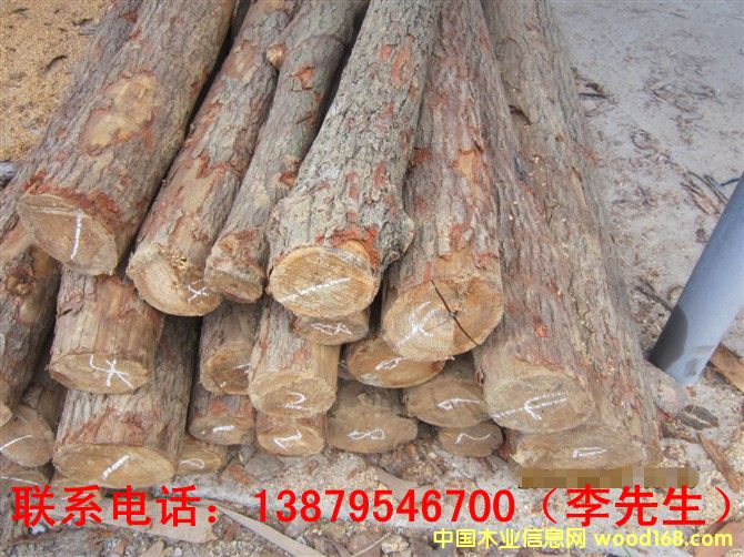 梓木的詳細介紹