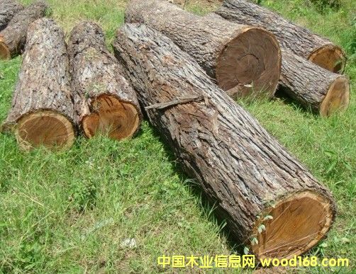 ������֦�t����