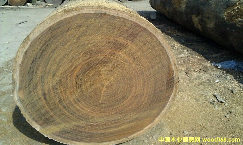 非洲菠蘿格的詳細(xì)介紹