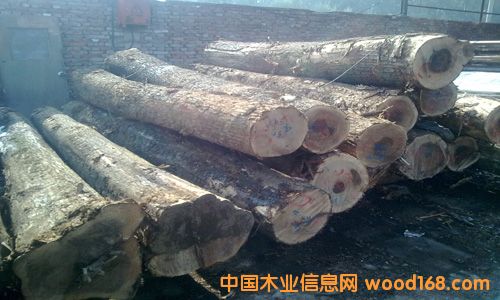 榆木的詳細(xì)介紹