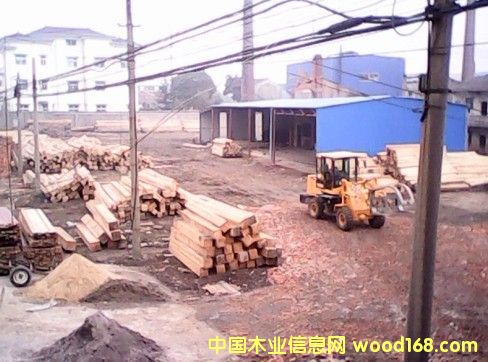 紅松大方的詳細(xì)介紹