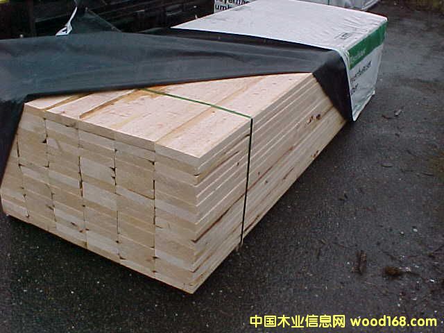 鐵杉的詳細介紹