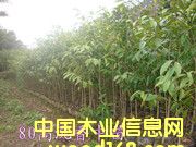 �������Ԕ��(x��)��B