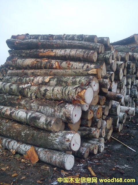 ������ט�