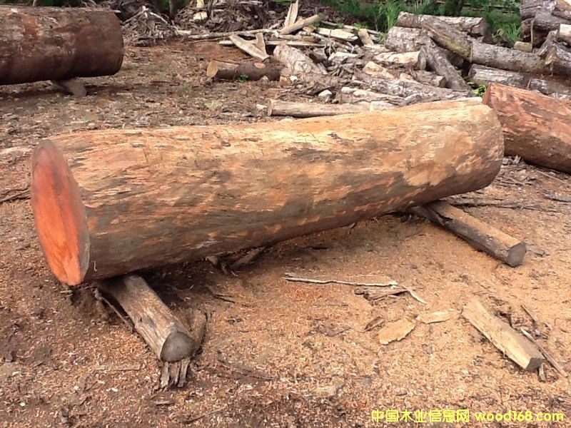 ��Ƥ���� �ذ��ütľ