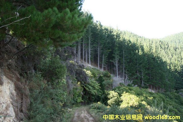 �����mݗ����ԭľ��Ԕ��(x��)��B