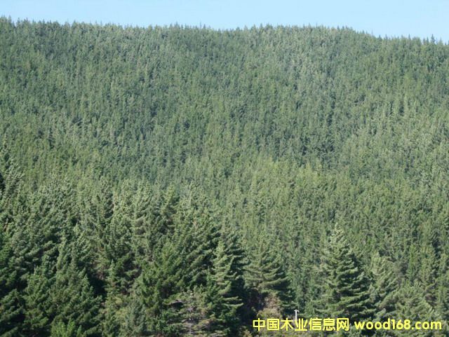 �����mݗ����ԭľ��Ԕ��(x��)��B