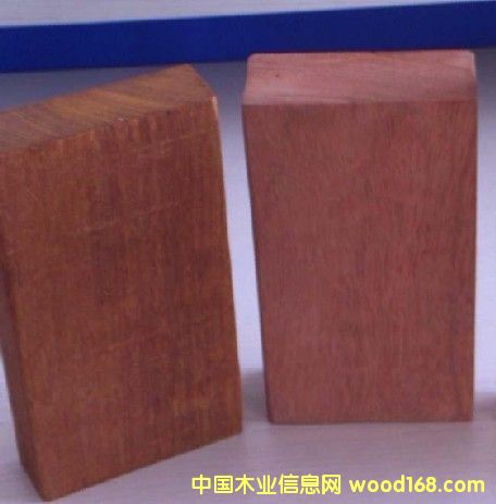 欖仁木 的詳細(xì)介紹