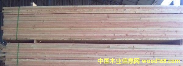 花旗松的詳細(xì)介紹