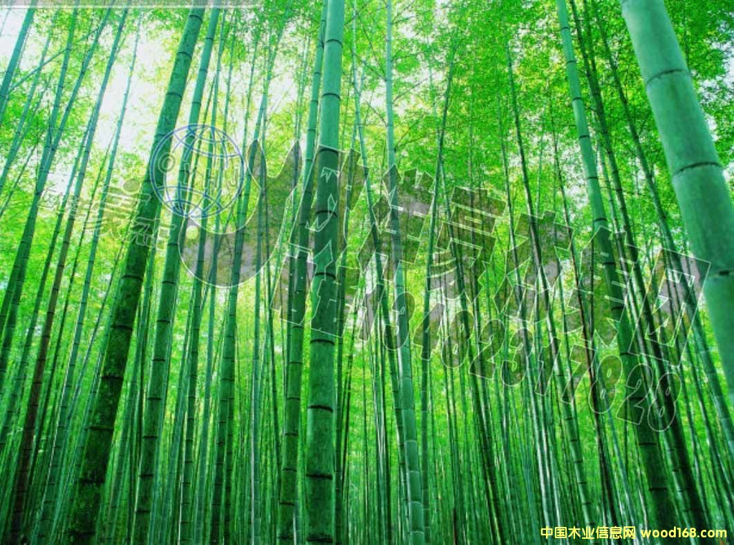 [��] ë�� ��� ���˹���(y��ng) ��(gu��)���ֈ�(ch��ng)