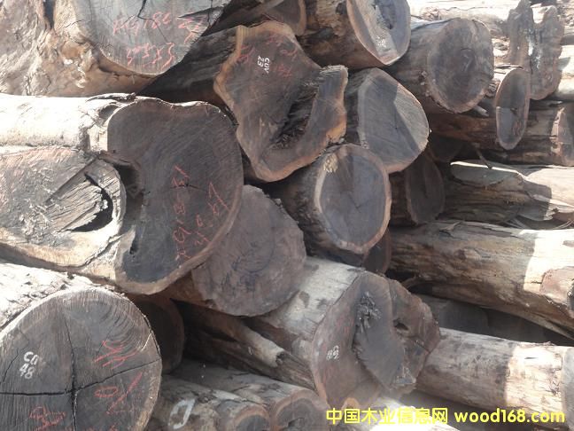 小雞翅木的詳細介紹