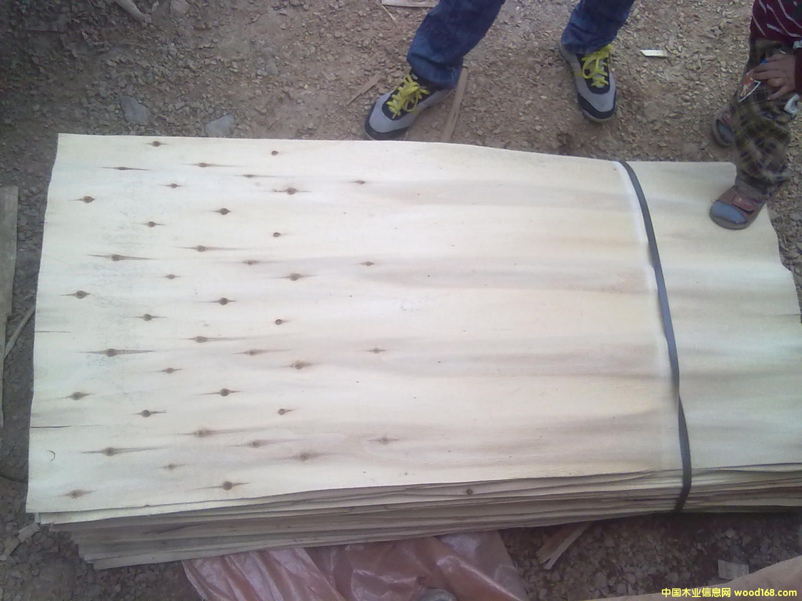 楊木單板的詳細(xì)介紹