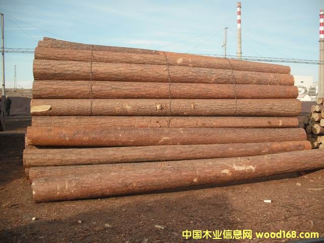 紅樟松的詳細(xì)介紹