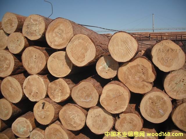 樟子松的詳細(xì)介紹