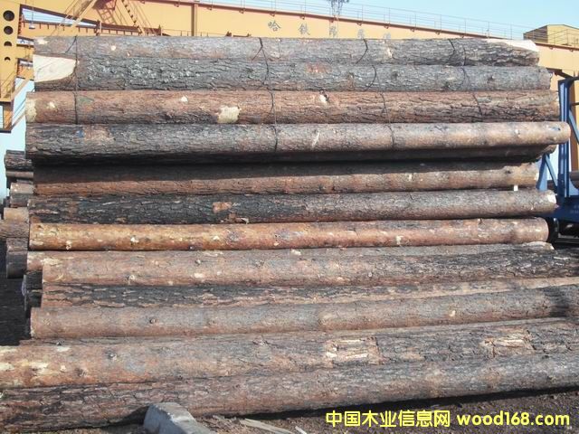 黑皮樟松的詳細(xì)介紹