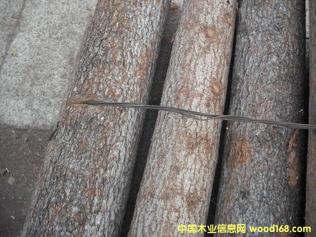 魚鱗松的詳細(xì)介紹