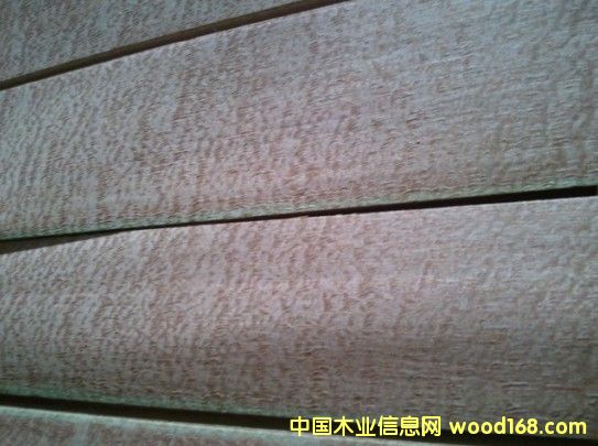 珍珠木皮的詳細(xì)介紹