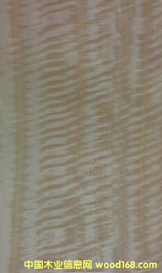 金影的詳細(xì)介紹